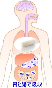 水素はは胃と腸で吸収
